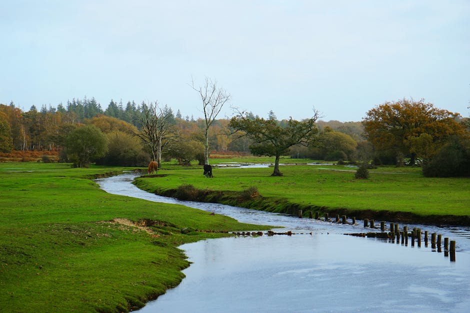 Discover The Untamed Beauty New Forest National Park