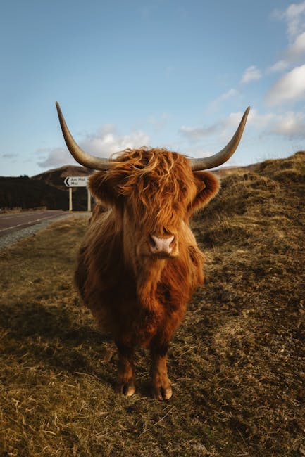 Scenic Scottish landscapes and wildlife